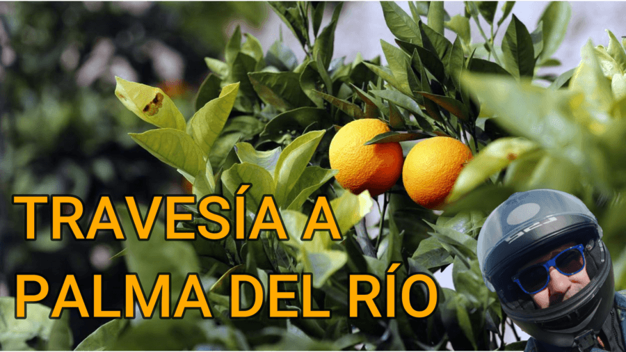En este momento estás viendo De CÓRDOBA a PALMA DEL RÍO, la ruta de las Naranjas